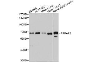 Western blot analysis of extracts of various cell lines, using PRKAA2 antibody. (PRKAA2 antibody  (AA 343-552))