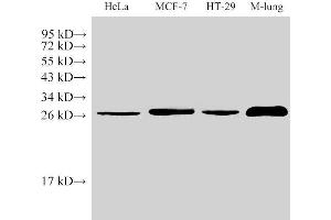 Western Blot analysis of 1)Hela, 2)MCF-7, 3)HT-29, 4)Mouse Lung using LGALS3 Polycloanl Antibody at dilution of 1:1000 (Galectin 3 antibody)