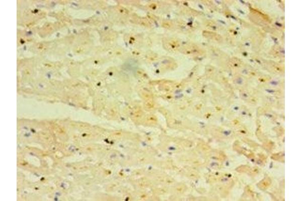 TRIM11 antibody  (AA 267-468)