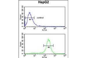 Flow cytometric analysis of HepG2 cells (bottom histogram) compared to a negative control cell (top histogram). (MASTL antibody)