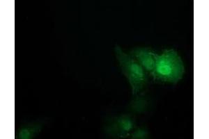 Anti-SOCS3 mouse monoclonal antibody (ABIN2454641) immunofluorescent staining of COS7 cells transiently transfected by pCMV6-ENTRY SOCS3 (RC209305). (SOCS3 antibody)