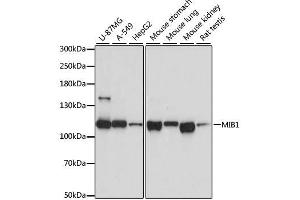 Western blot analysis of extracts of various cell lines, using MIB1 antibody. (MIB1 antibody  (AA 560-860))