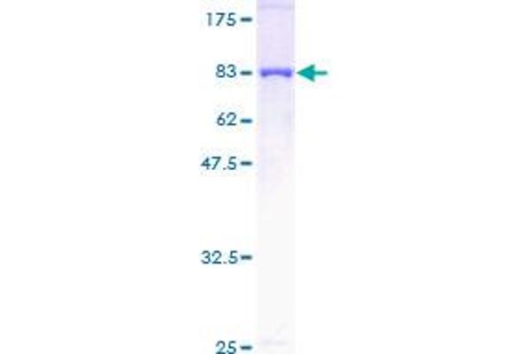 PDZK1 Protein (AA 1-519) (GST tag)