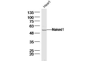 Mouse heart lysates probed with Naked1 Polyclonal Antibody, Unconjugated  at 1:300 dilution and 4˚C overnight incubation. (NKD1 antibody  (AA 301-400))