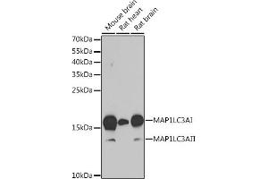 Western blot analysis of extracts of various cell lines, using MLC3A antibody (ABIN6134219, ABIN6143466, ABIN6143468 and ABIN6215215) at 1:1000 dilution. (MAP1LC3A antibody  (AA 1-100))