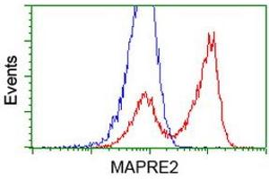 HEK293T cells transfected with either RC200259 overexpress plasmid (Red) or empty vector control plasmid (Blue) were immunostained by anti-MAPRE2 antibody (ABIN2454544), and then analyzed by flow cytometry. (MAPRE2 antibody)