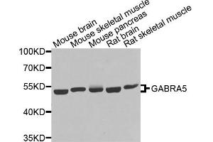 Western blot analysis of extracts of various cell lines, using GABRA5 antibody. (GABRA5 antibody)