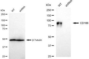 Western blotting analysis using CD166 antibody (ABIN7797476).
