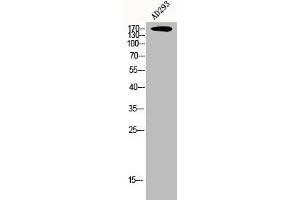 Western Blot analysis of AD293 cells using CEP170 Polyclonal Antibody (CEP170 antibody  (Internal Region))