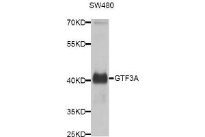 Western blot analysis of extracts of SW480 cells, using GTF3A antibody (ABIN5974590) at 1/1000 dilution. (GTF3A antibody)