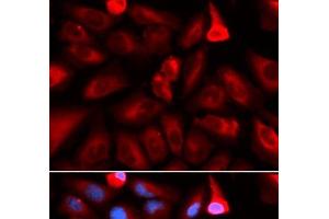 Immunofluorescence analysis of U2OS cells using FKBP4 Polyclonal Antibody (FKBP4 antibody)