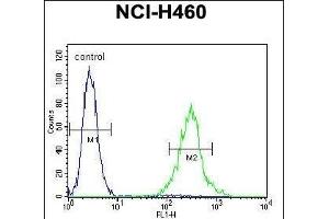 UN Antibody (C-term) (ABIN655686 and ABIN2845145) flow cytometric analysis of NCI- cells (right histogram) compared to a negative control cell (left histogram). (PRSS55 antibody  (C-Term))