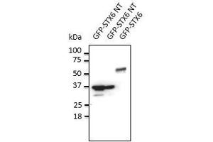 Antl-STX6 Ab at 1/500 dilution, lysates at 30 µg per Iane, to goat lgG (HRP), at 1/10,000 dilution,, (Syntaxin 6 antibody  (N-Term))