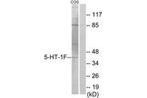 Western blot analysis of extracts from COS7 cells, using 5-HT-1F Antibody. (HTR1F antibody  (AA 101-150))