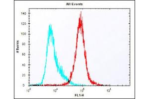 Overlay histogram showing colon26 cells stained with (ABIN6242268 and ABIN6577912) (red line). (Claudin 6 antibody  (C-Term))