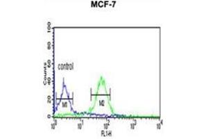 WDR37 Antibody (C-term) flow cytometric analysis of MCF-7 cells (right histogram) compared to a negative control cell (left histogram). (WDR37 antibody  (C-Term))
