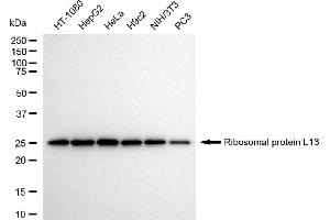 Western blotting analysis using ribosomal protein L13 antibody (ABIN7800218). (Recombinant RPL13 antibody)