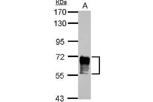 NAB2 antibody