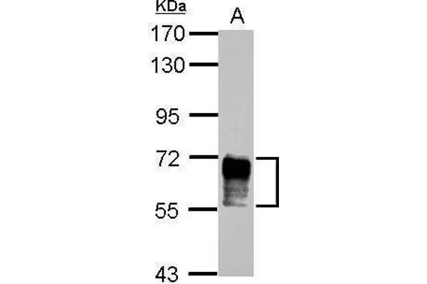 NAB2 antibody