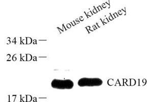 C9orf89 antibody