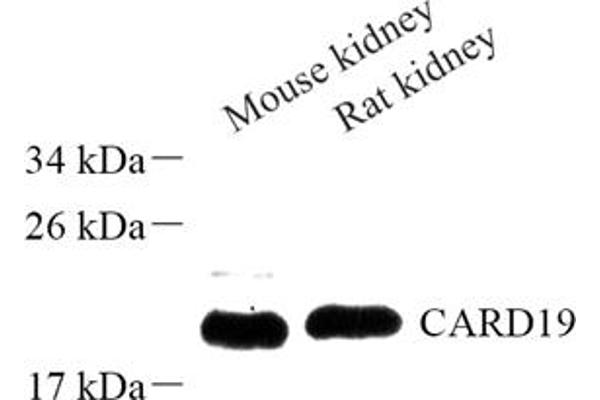 C9orf89 antibody