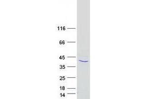 Validation with Western Blot (APOL3 Protein (Myc-DYKDDDDK Tag))