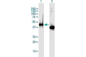 Western Blot analysis of APLNR expression in transfected 293T cell line by APLNR MaxPab polyclonal antibody. (Apelin Receptor antibody)
