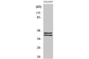 Western Blotting (WB) image for anti-Mitogen-Activated Protein Kinase 1/3 (MAPK1/3) (C-Term) antibody (ABIN3175016) (ERK1/2 antibody  (C-Term))