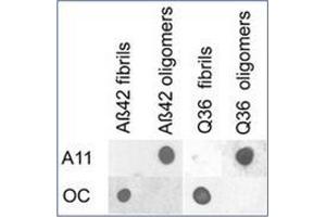 Dot blot analysis of Aβ42 and polyQ36 prefibrillar oligomers and fibrils. (Amyloid Fibrils antibody)