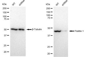 Western blotting analysis using Flotillin 1 antibody (ABIN7798632).