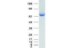 Validation with Western Blot (KARS Protein (Transcript Variant 2) (Myc-DYKDDDDK Tag))