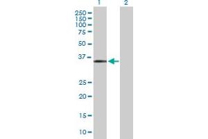Western Blot analysis of MAGEF1 expression in transfected 293T cell line by MAGEF1 MaxPab polyclonal antibody. (MAGEF1 antibody  (AA 1-307))