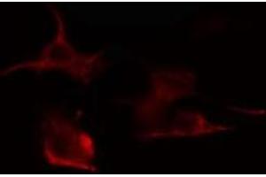 ABIN6275310 staining RAW264. (VGF antibody  (Internal Region))