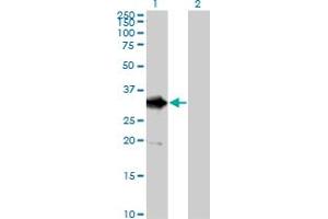 Western Blot analysis of DDIT4 expression in transfected 293T cell line by DDIT4 MaxPab polyclonal antibody. (DDIT4 antibody  (AA 1-232))