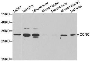 Western blot analysis of extracts of various cell lines, using CCNC antibody.