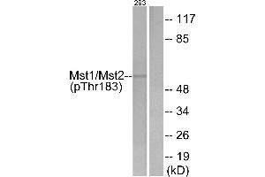 Western blot analysis of extracts from 293 cells, treated with H2O2 (100uM, 15 mins), using Mst1/2 (Phospho-Thr183) antibody. (MST1/MST2 (pThr183) antibody)