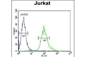 GNB1 Antibody (N-term) (ABIN651226 and ABIN2840141) flow cytometric analysis of Jurkat cells (right histogram) compared to a negative control cell (left histogram). (GNB1 antibody  (N-Term))