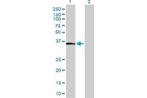 Western Blot analysis of FBP1 expression in transfected 293T cell line by FBP1 MaxPab polyclonal antibody. (FBP1 antibody  (AA 1-338))
