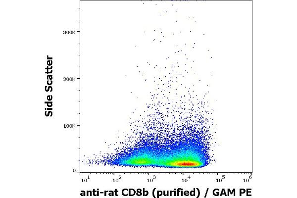 CD8B antibody