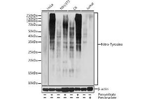 Western blot analysis of extracts of various cell lines, using Nitro-Tyrosine antibody (ABIN7268925) at 1:1000 dilution. (Nitrotyrosine antibody)