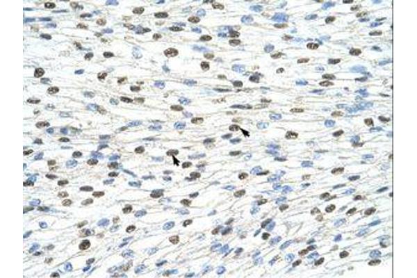 DAZAP1 antibody  (C-Term)
