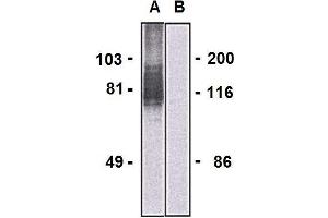 Western blotting analysis of LARGE1 in HEK293-LARGE1 transfectants (A) and HEK293 cells (B) using mouse monoclonal antibody (clone LARGE-02). (LARGE1 (AA 35-142) antibody (PE))