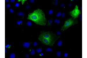 Immunofluorescence (IF) image for anti-Tubulin tyrosine Ligase-Like Family, Member 12 (TTLL12) antibody (ABIN1499032) (TTLL12 antibody)