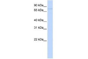 RNF43 antibody used at 1 ug/ml to detect target protein. (RNF43 antibody  (Middle Region))