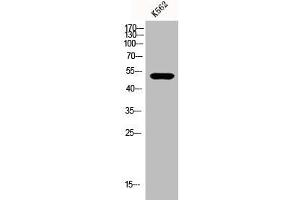 Western Blot analysis of K562 cells using eIF2Bγ Polyclonal Antibody (EIF2B3 antibody  (Internal Region))