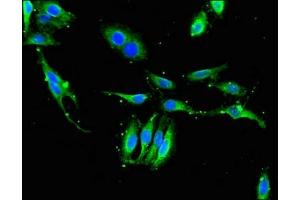 Immunofluorescence (IF) image for anti-Exportin 1 (XPO1) (AA 625-845) antibody (ABIN7152317)