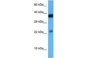 Host:  Mouse  Target Name:  CREB1  Sample Tissue:  Mouse Kidney  Antibody Dilution:  1ug/ml (CREM antibody  (C-Term))