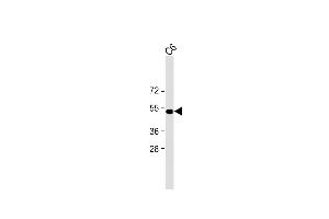All lanes : Anti-PSMC2 Antibody at 1:1000 dilution + C6 cell lysate Lysates/proteins at 20 μg per lane. (PSMC2 antibody)