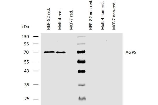 AGPS antibody  (AA 158-384)