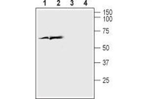 Western blot analysis of rat cortex lysate (lanes 1 and 3) and mouse brain lysate (lanes 2 and 4): - 1,2. (SLC17A7 antibody  (Cytosolic, N-Term))